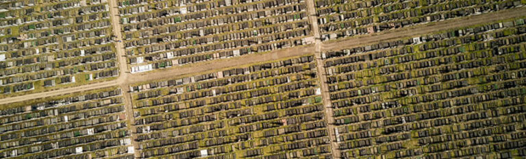 Aerial view of a cemetery showing a grid of burial plots separated by dirt paths, with rows of gravestones and greenery in between the plots.